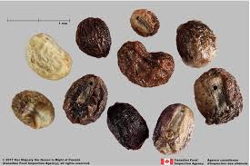 Attēlu rezultāti vaicājumam “Galium boreale fruit”