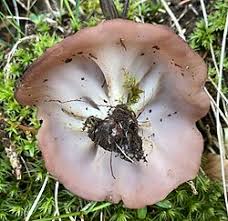 Attēlu rezultāti vaicājumam “Discina perlata”