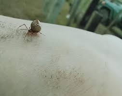 Attēlu rezultāti vaicājumam “Phylloneta cocoon”