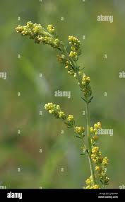 Attēlu rezultāti vaicājumam “Galium verum bud”