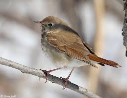 Image result for Catharus guttatus