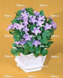Image result for Campanula isophylla