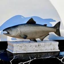 Image result for Oncorhynchus tshawytscha