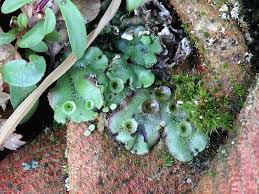 Image result for Marchantia polymorpha