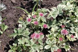 Image result for Astrantia majon `Abbey Road`