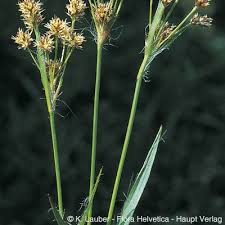 Attēlu rezultāti vaicājumam “Luzula multiflora”