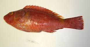 Image result for Sparisoma cretense