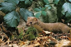 Attēlu rezultāti vaicājumam “Mustela nivalis”