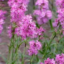 Attēlu rezultāti vaicājumam “Trichia alpina”