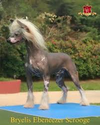 Image result for Co de Crista Chins