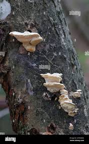 Attēlu rezultāti vaicājumam “Antrodiella serpula”