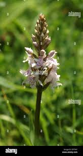 Attēlu rezultāti vaicājumam “Dactylorhiza fuchsii bud”