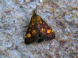 Attēlu rezultāti vaicājumam “Pyrausta aurata”