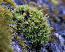 Attēlu rezultāti vaicājumam “Ulota crispa”