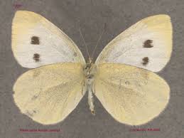 Attēlu rezultāti vaicājumam “Pieris rapae male”