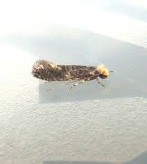 Attēlu rezultāti vaicājumam “Monopis weaverella”