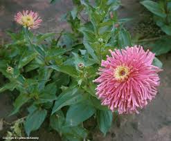 Image result for Zinnia violacea