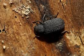 Attēlu rezultāti vaicājumam “Bolitophagus reticulatus imago”