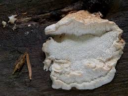 Attēlu rezultāti vaicājumam “Postia undosa”