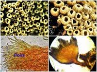 Attēlu rezultāti vaicājumam “Merismodes anomala”