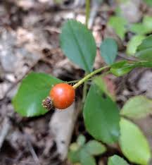 Attēlu rezultāti vaicājumam “Rosa majalis fruit”