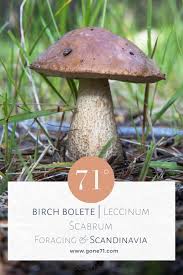 Attēlu rezultāti vaicājumam “Leccinum scabrum”
