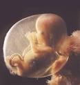 <b>Fetal</b> Tissue: Pepsi,