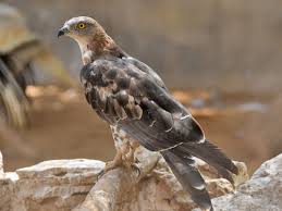 Attēlu rezultāti vaicājumam “Pernis apivorus”