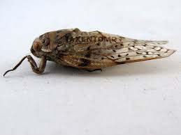 Attēlu rezultāti vaicājumam “Auchenorrhyncha”