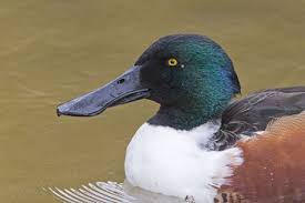 Attēlu rezultāti vaicājumam “Anas clypeata male”