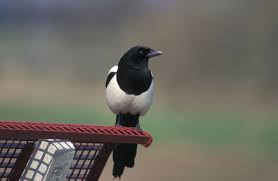 Attēlu rezultāti vaicājumam “Pica pica”