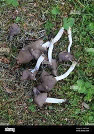 Attēlu rezultāti vaicājumam “Helvella elastica”