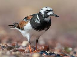 Attēlu rezultāti vaicājumam “Arenaria interpres adult”