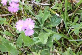 Attēlu rezultāti vaicājumam “Primula farinosa bud”