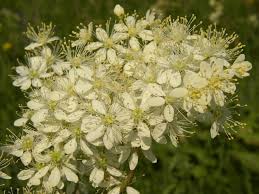Attēlu rezultāti vaicājumam “Filipendula vulgaris bud”