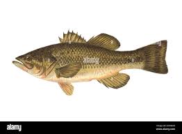 Image result for Micropterus