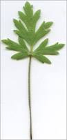 Attēlu rezultāti vaicājumam “Ranunculus acris leaf”