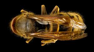 Attēlu rezultāti vaicājumam “Vespa crabro”