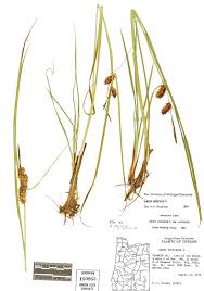 Attēlu rezultāti vaicājumam “Carex vesicaria”