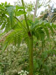 Image result for Chaerophyllum aureum