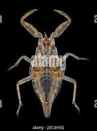 Attēlu rezultāti vaicājumam “Nepa cinerea nymph”