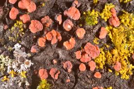 Attēlu rezultāti vaicājumam “Peniophora rufa”