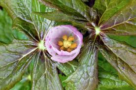 Attēlu rezultāti vaicājumam “Podophyllum hexandrum”