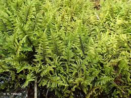 Attēlu rezultāti vaicājumam “Palustriella commutata”