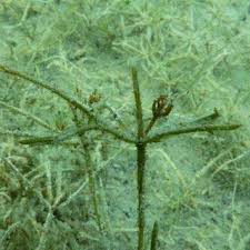 Attēlu rezultāti vaicājumam “Chara tomentosa”