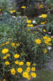 Image result for Buphthalmum salicifolium