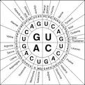 RBSSbiology11ILOs - Codon Wheel