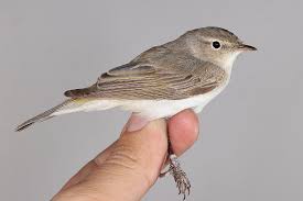 Image result for Phylloscopus orientalis