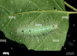 Attēlu rezultāti vaicājumam “Acronicta leporina larva”