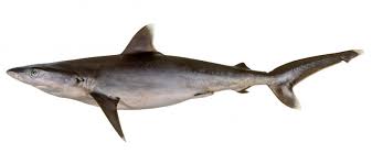 Image result for Carcharhinus albimarginatus